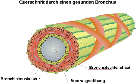 Bronchus
