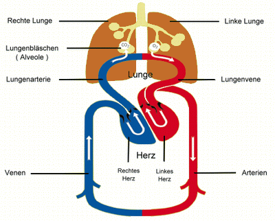 pulmonale hypertonie symptome